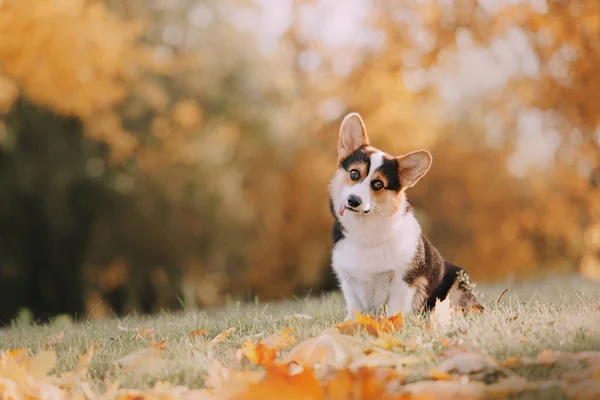Funny Pembroke Welsh Corgi is in the leaves — Stock Photo, Image