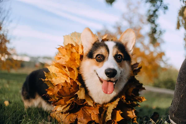 Pembroke walisischer Corgi in einer Kette aus Blättern — Stockfoto