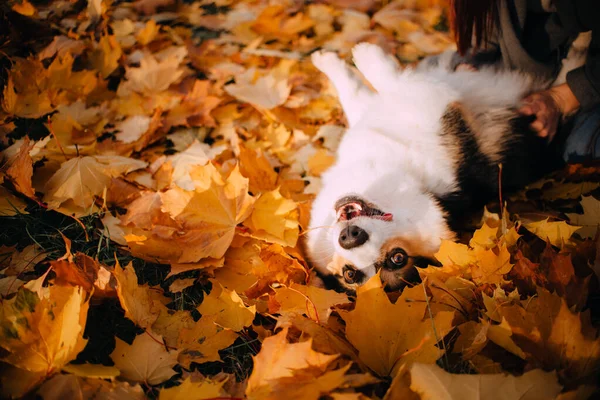 Pembroke Welsh Corgi dog laying in the leaves — Stock Photo, Image