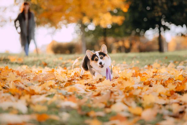 Pembroke walisischer Corgi spielt in den Blättern — Stockfoto