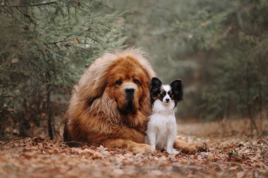Sonbahar ormanında yürüyüşe çıkmış iki köpek.