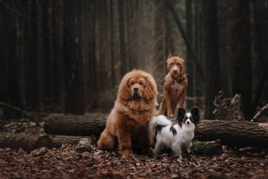 Sonbahar ormanında oturan üç köpek.