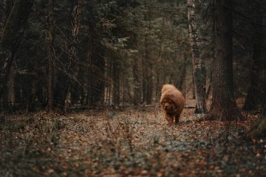Tibetli sert köpek ormanda yürüyor.