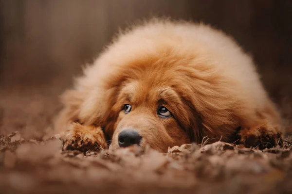 Cão mastim tibetano deitado na floresta — Fotografia de Stock