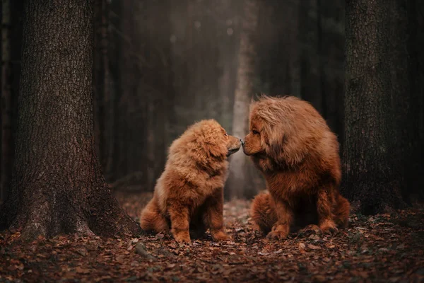 Two Tibetan mastiff siting in the autumn forest — Stock Photo, Image