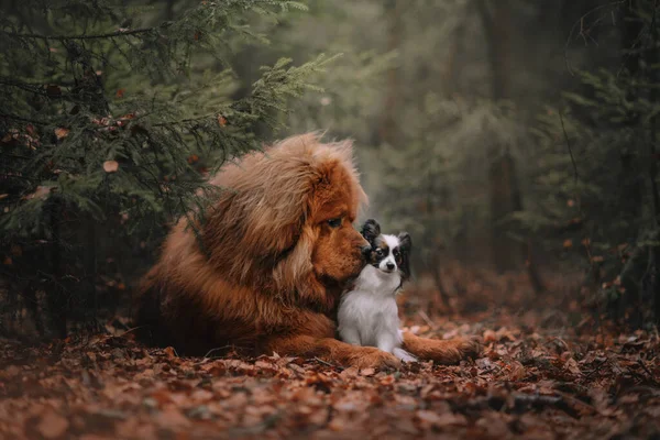 Dos perros paseando en el bosque otoñal — Foto de Stock