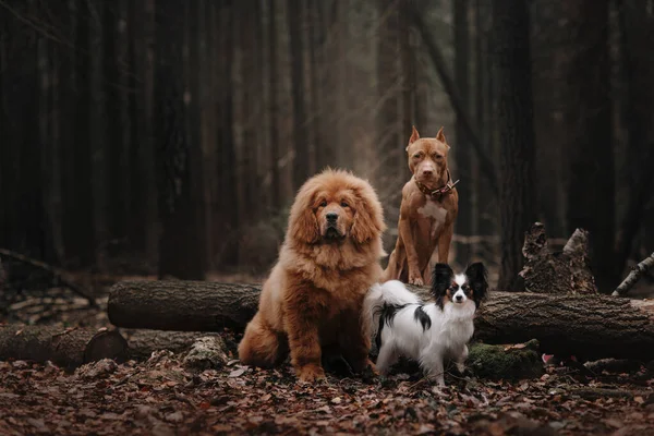 Tre cani seduti nella foresta autunnale — Foto Stock