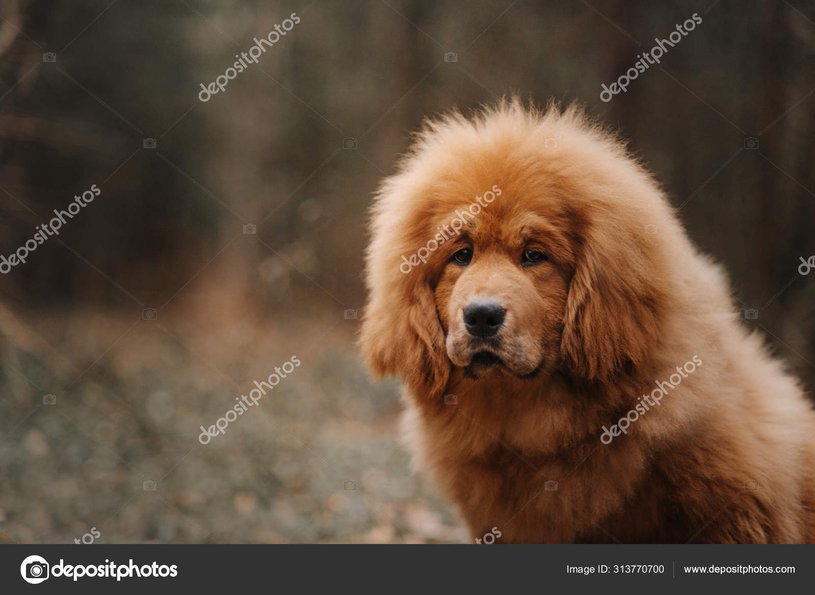 Tibetan mastiff dog sitting in the forest Stock Photo by ©Ksuksann 313770700 Tibetan mastiff dog sitting in the forest Stock Photo by ©Ksuksann 313770700