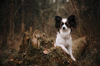 Papillon köpek bir ağacın gövdesinde duruyor.