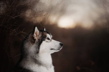 Alaska sonbaharda açık havada malamute köpek portresi