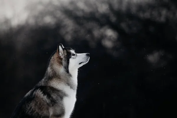 Аляска Малатайт собака, що сидить на відкритому повітрі взимку — стокове фото