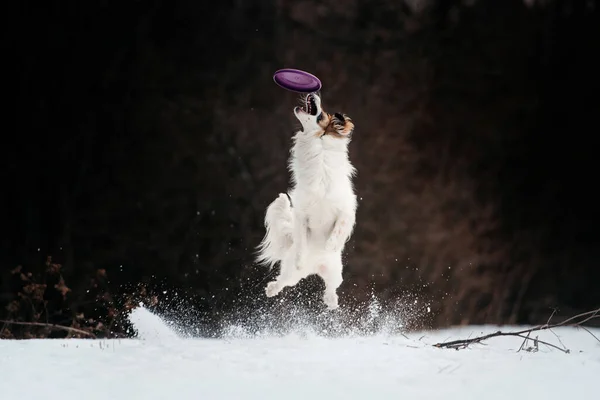 Border collie dog jumping up to catch a flying disc outdoors in winter — Stock Photo, Image