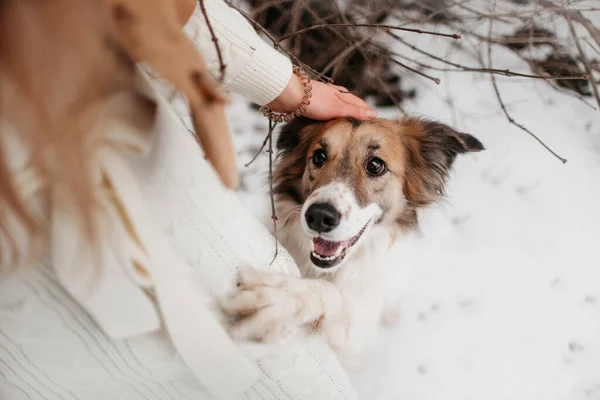 Feliz frontera collie perro posando al aire libre en invierno —  Fotos de Stock