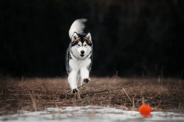 Glad alaskan malamute hund kör utomhus på vintern — Stockfoto