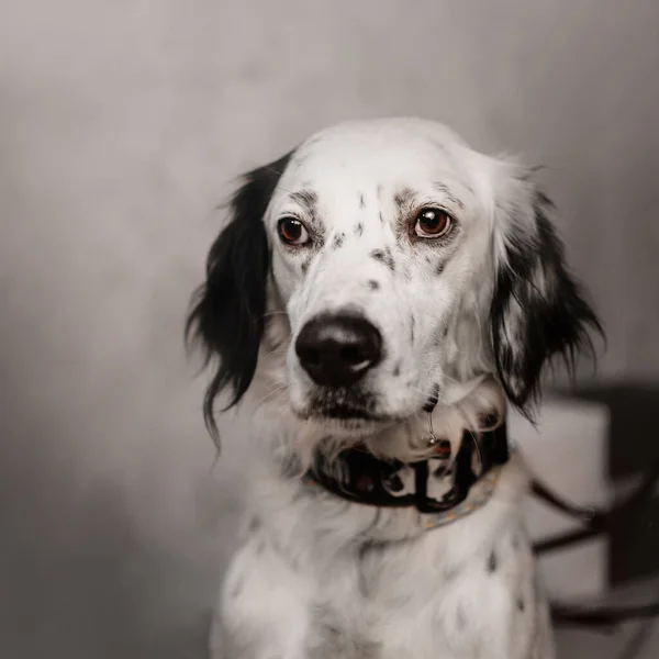 Inglês setter mix cão retrato dentro de casa — Fotografia de Stock