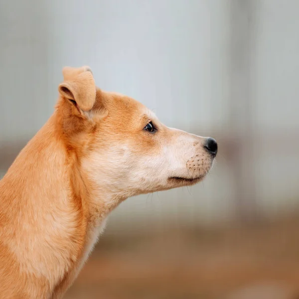 Smíšené plemeno štěně portrét zblízka venku — Stock fotografie