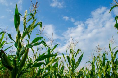 Mısır alan ve mavi bulutlu gökyüzü ile boşaltmak