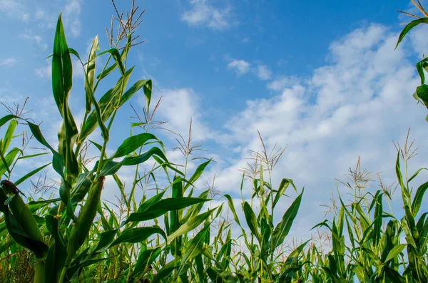 Mısır alan ve mavi bulutlu gökyüzü ile boşaltmak