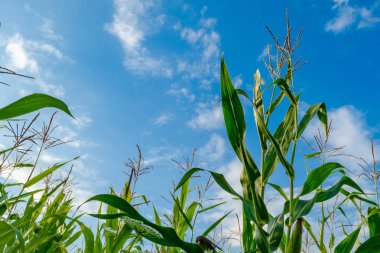 Mısır alan ve bulutlu gökyüzü mavi