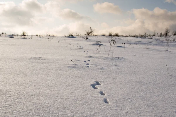 Trace on the rough snow. Centered. — Stock Image Trace Rough Snow Centered Stock Picture