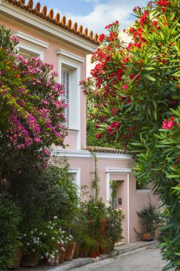 Bir sürü çiçek Plaka mahallede, Atina, Yunanistan ile sokak.