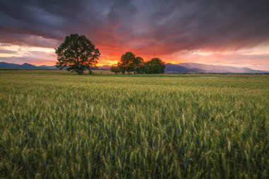 Alanları, ağaçlar ve Turiec bölge, merkezi Slovakya uzak dağlarda kırsal manzara