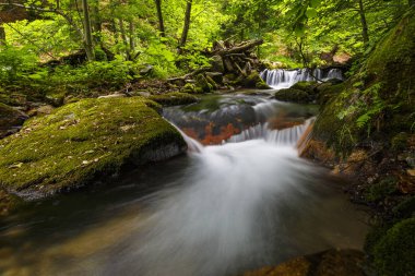 Akış Turiec bölge, merkezi Slovakya Milli Parkı Mala Fatra dağlarında