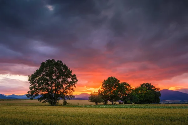 Turiec bölgesi, Slovakya.