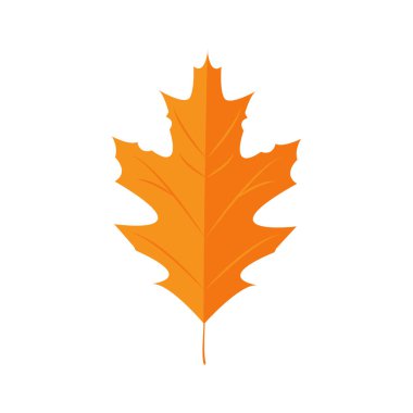 Vektör çizim. Autunm yaprak. Kırmızı meşe