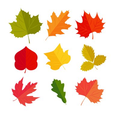 Vektör çizim. Autunm kümesinde yapraklar 