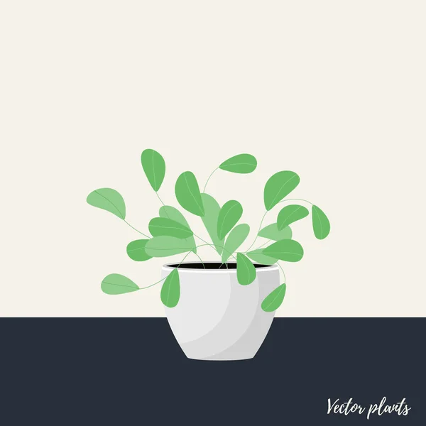 Vector Illustration. Plant in pot. Aslenium, Salvia Officinalis, — Stock Vector