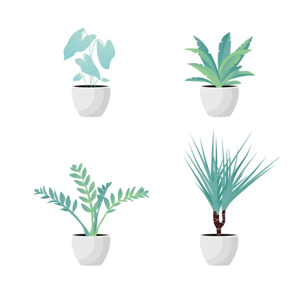 Vector Illustration. Set Tanaman dalam pot. Aslenium, Caladium, D - Stok Vektor