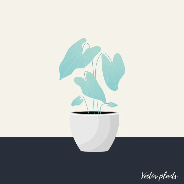 Ilustração vetorial. Planta em vaso. Asênio, Salvia Officinalis , — Vetor de Stock