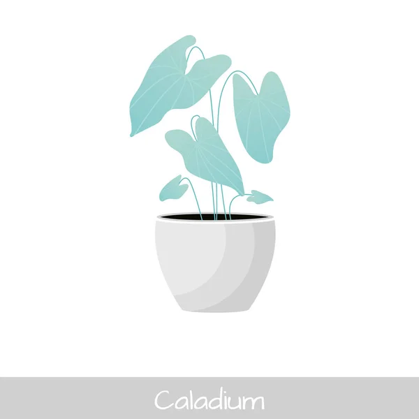 Vector illustratie. Plant in pot. Caladium bloem — Stockvector