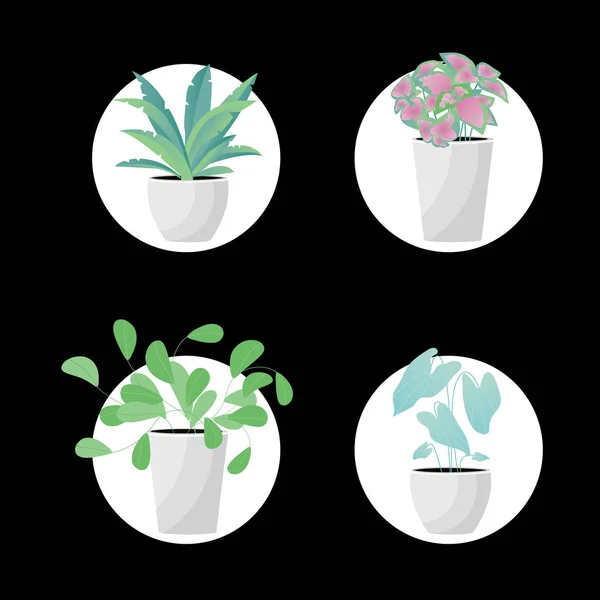 矢量插图。盆栽植物。阿莱尼，萨尔维亚·菲菲纳尔 — 图库矢量图片
