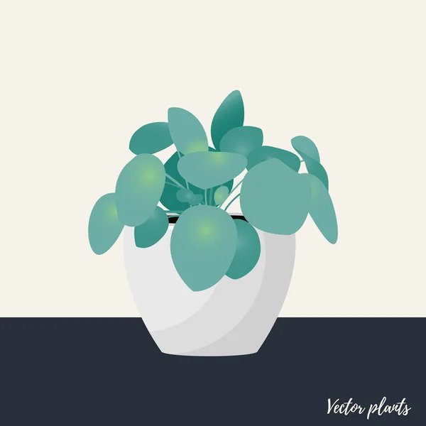 Chinese money plant isolated. Vector Illustration — Stock Vector