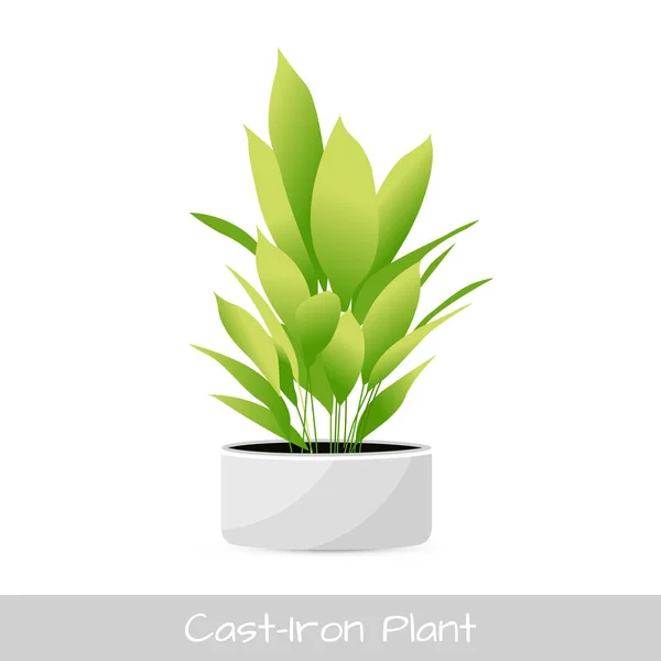 Aspidistra isolé. Illustration vectorielle — Image vectorielle