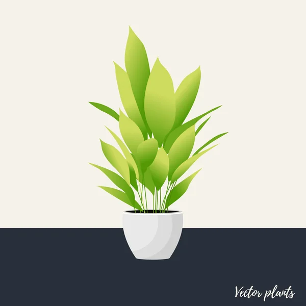 Aspidistra isolada. Ilustração vetorial —  Vetores de Stock