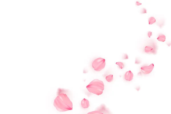 Banner with sakura on white background — Stock Photo, Image