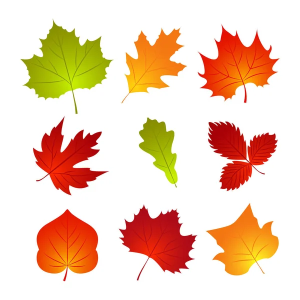 Sonbahar yaprağı seti. Doğa