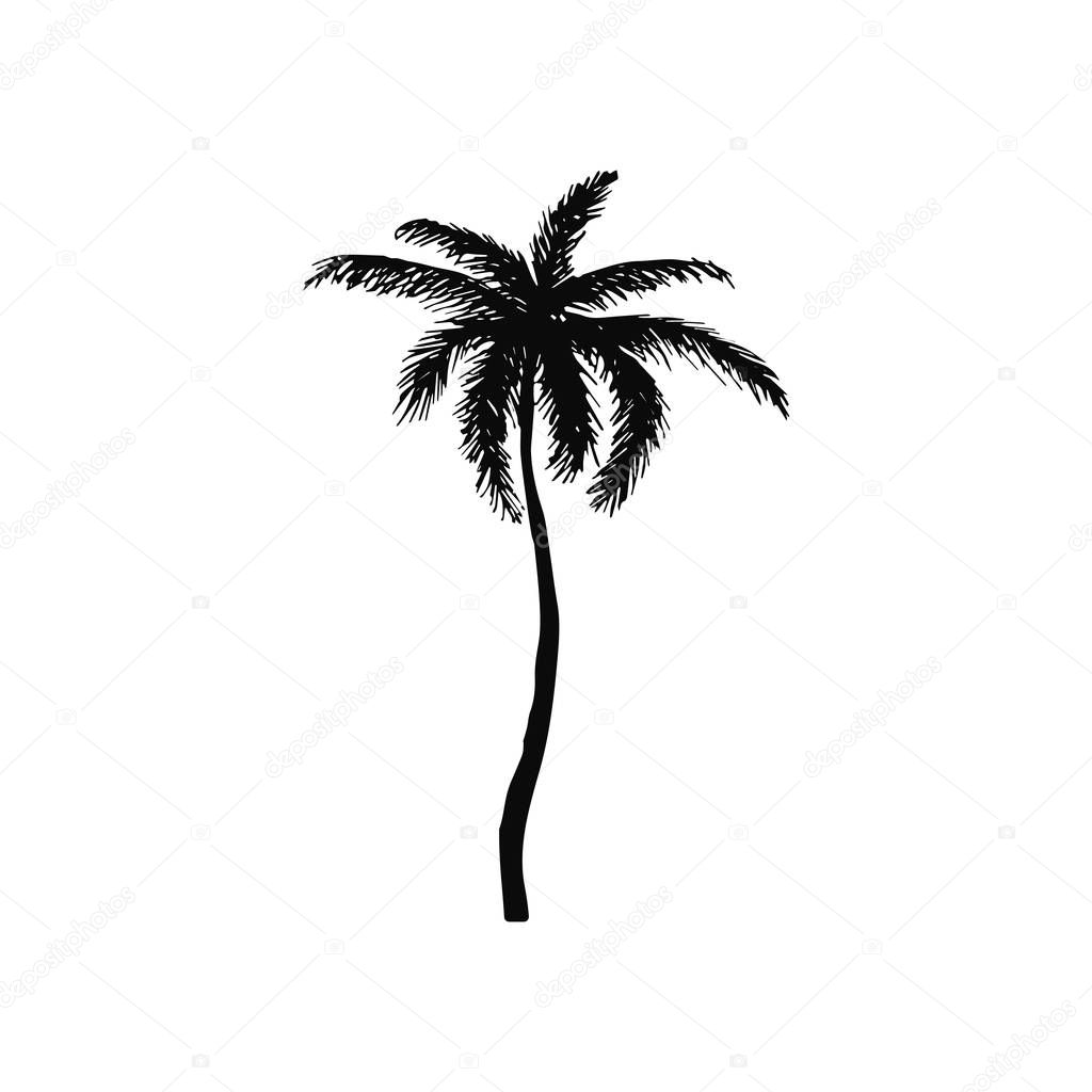 Hand drawn isolated palm tree