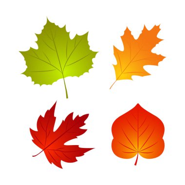 Sonbahar yaprağı seti. Doğa 