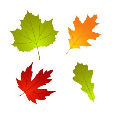 Sonbahar yaprağı seti. Doğa 