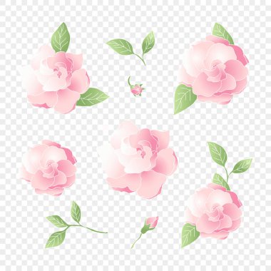 Düğün için izole edilmiş pembe çiçek seti