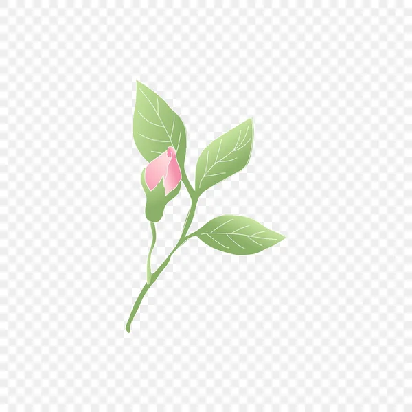 Ізольована рожева квітка. Векторні квіти — стоковий вектор