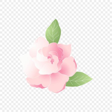 İzole edilmiş pembe çiçek. Vektör çiçek