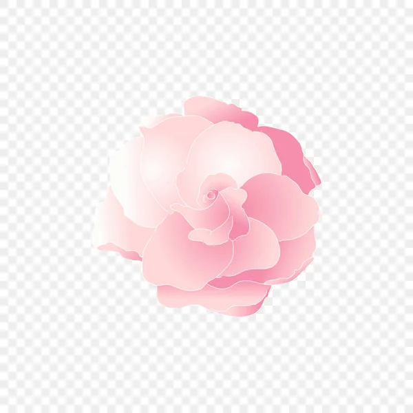 Flor rosa isolada. Vetor floral —  Vetores de Stock