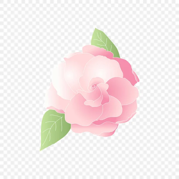 Isolated pink flower. Vector floral