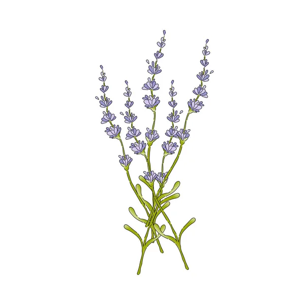 Isolerad lavendel blomma bukett — Stock vektor