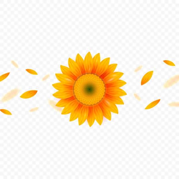 Geïsoleerde realistische zonnebloem- en vliegende bloemblaadjes op transparante achtergrond — Stockvector